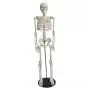 Modelo de Esqueleto humano en miniatura Shorty 85cm con base Mediprem