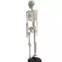 Modelo de Esqueleto humano en miniatura Shorty 85cm con base Mediprem