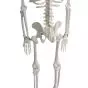 Modelo de Esqueleto humano en miniatura Shorty 85cm con base Mediprem