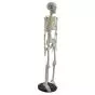 Modelo de Esqueleto humano en miniatura Shorty 85cm con base Mediprem