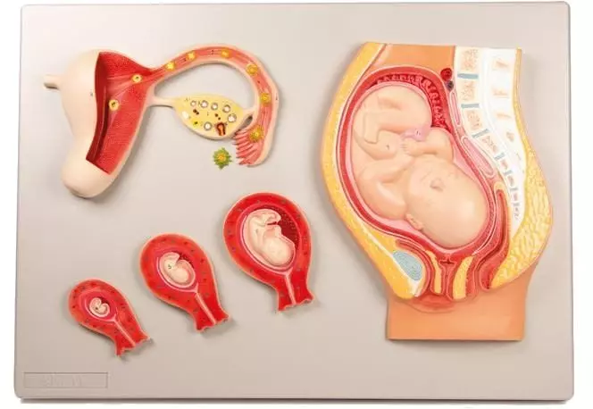 Modelo de desarrollo fetal de Erler Zimmer