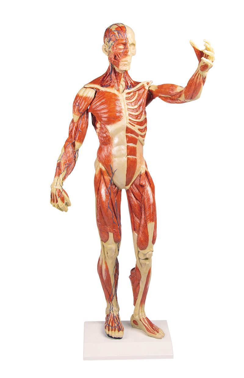Modelo Muscular Humano Desmontable 30 partes