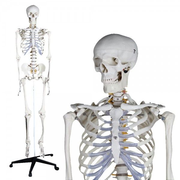 Modelo anatómico de esqueleto humano 180cm Mediprem por solo 158,99 €