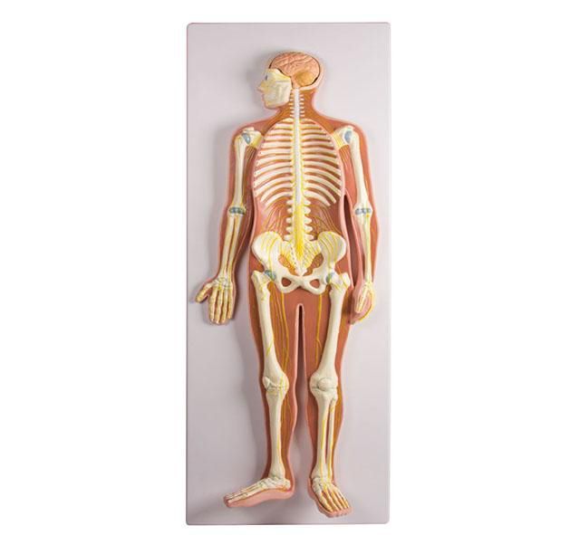 Modelo anatómico del sistema nervioso humano escala de 1/2 a 108,90 €