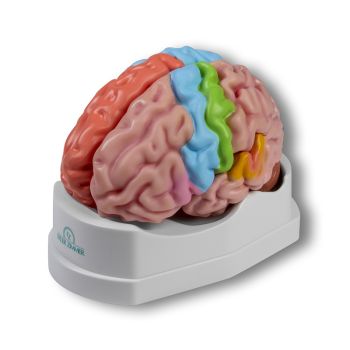 Modelo de Cerebro a partir de %s Venta en línea de material médico