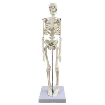 Mini esqueleto humano anatómico humano 45cm Mediprem