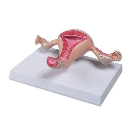 Modelo anatómico del útero normal a precio de 72,60 €