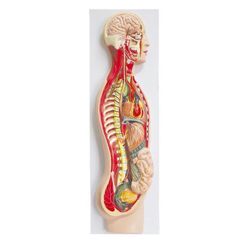 Modelo anatómico del sistema nervioso humano simpático a 121,00 €