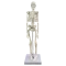 Mini esqueleto humano anatómico humano 45cm Mediprem