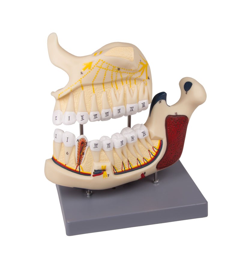 Modèle de dentition de lait Mediprem à 140,15 €