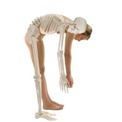 Que es la anatomía? Aprenda gracias al esqueleto humano educativo